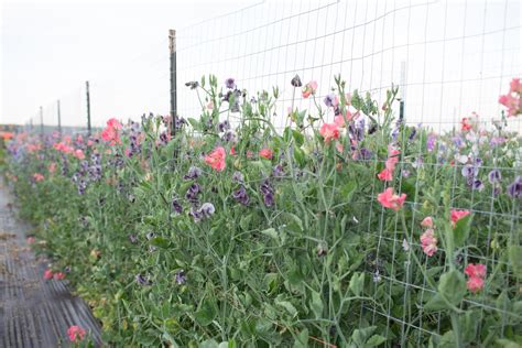 How to Grow Sweet Peas - Floret Flowers