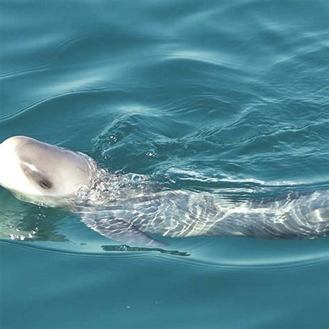 Injured and distressed neonate of an Indo-Pacific Finless Porpoise ...