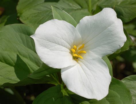 File:White Trillium Trillium grandiflorum Flower 2613px.jpg - Wikipedia, the free encyclopedia