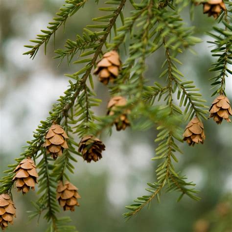 Canadian Hemlock Trees for Sale– FastGrowingTrees.com