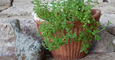 Growing Thyme In Pots: The Complete Guide - 2024 Backyard Eden