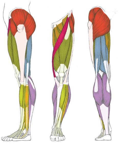 Male Muscle Anatomy Diagram