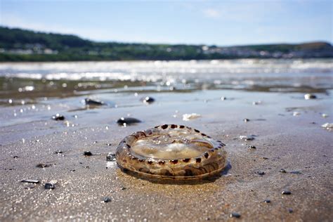 WHY DO JELLYFISH WASH UP ON THE BEACH?