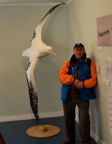 Wandering Albatross, 9ft wingspan | Grytkviken, South Georgi… | Flickr