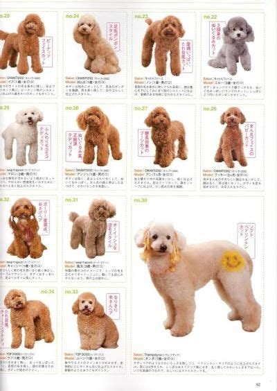 140 Poodle grooming ideas in 2021 | poodle grooming, poodle, dog grooming