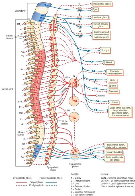 spinal cord - Google Search | Neuroanatomy | Pinterest | Nervous system, Division and Anatomy