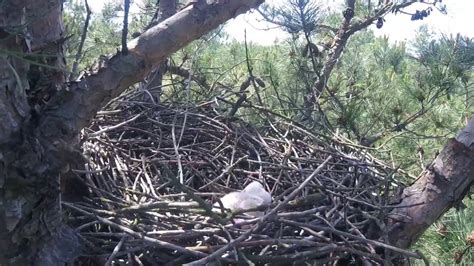 Sharp-Shinned Hawk Nest - YouTube