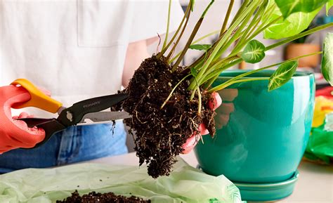 How to Repot a Plant - The Home Depot