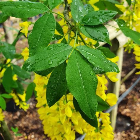 Laburnum Watereri Vossii - Golden Chain Tree