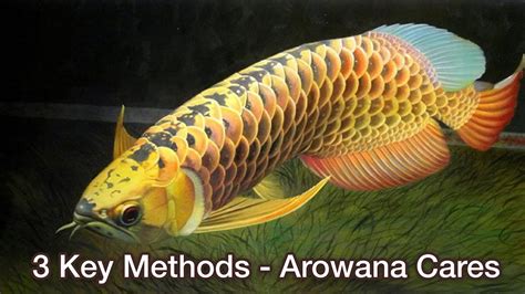 Top 3 Key Tips for Arowana Fish Care | Arowana Care Guide – Important Arowana keeping tips ...