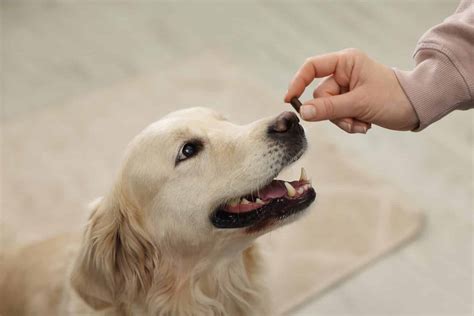 Famotidine Dosage Chart for Dogs: Risks, Side Effects, Dosage, and More - A-Z Animals