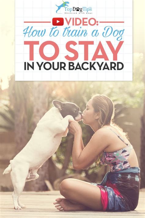 How To Train A Dog To Stay In the Yard: A Brief Video Guide – Top Dog Tips