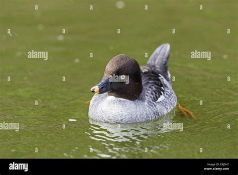 common goldeneye duck Stock Photo - Alamy