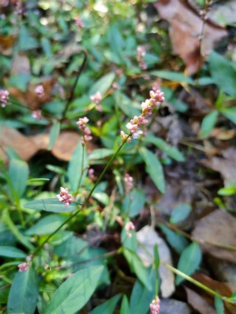 Polygonum persicaria L., Spotted ladysthumb (Invasive plants) - Pl ...