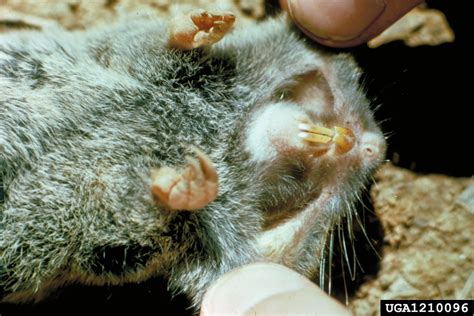 northern pocket gopher (Thomomys talpoides)