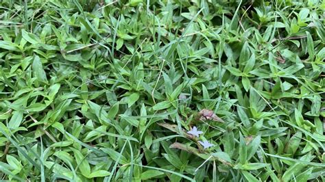 How to Remove Doveweed From Your Lawn