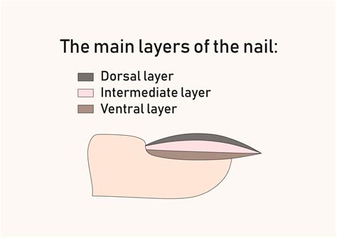 The main layers of the nail. 17482166 Vector Art at Vecteezy