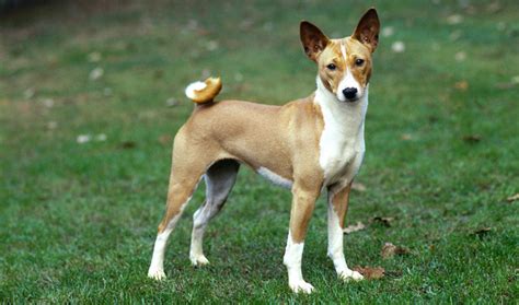 Basenji Breed Information