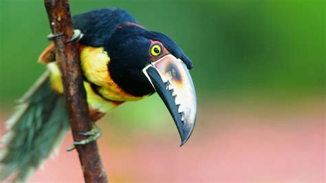 toucan, Parrot, Bird, Tropical, 44 Wallpapers HD / Desktop and Mobile Backgrounds