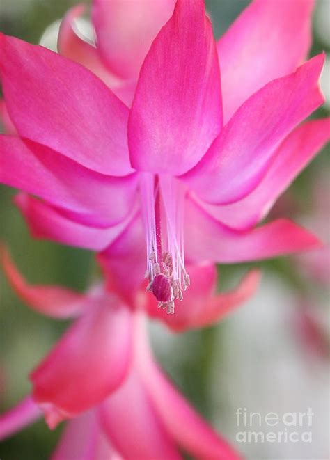 Pink Christmas Cactus Flower Photograph by Carol Groenen - Pixels