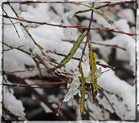 snowy willow – Gardens Eye View