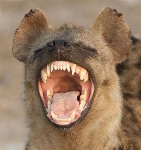 Laughing hyena | Wonderful Hyenas | Pinterest | Nyc, Laughing and Lord