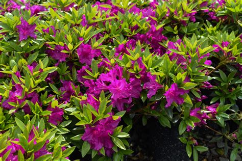 Purple Splendor Azalea Evergreen Shrub - Plants4Home