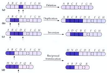 Types of Mutation - Evolution