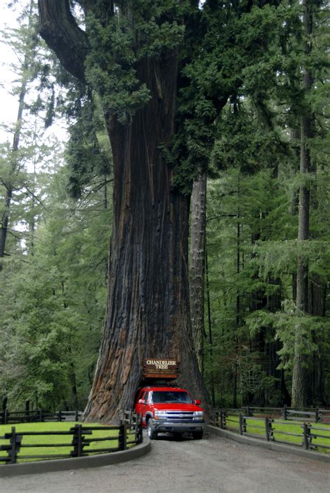 Full view of Chandelier Drive-Thru Tree. En Route from Redwood National ...