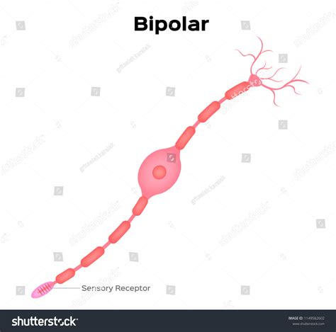 Neuron Bipolar Anatomy Vector Infographic Stock Vector (Royalty Free) 1149582602 | Shutterstock