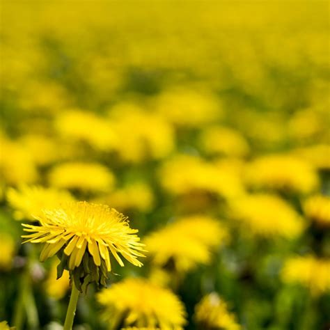 7 Surprising Facts About Dandelions | Family Handyman