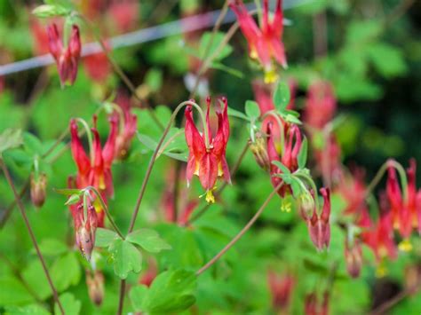 Native Perennials for Central Texas - Backbone Valley Nursery