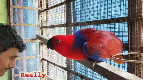 Most Beautiful Creature Eclectus Parrot Breeding / Birds Care And Feeding Proper Guide. - YouTube