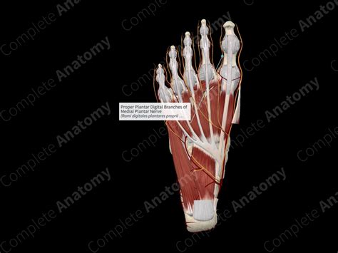 Proper Plantar Digital Branches of Medial Plantar Nerve | Complete Anatomy