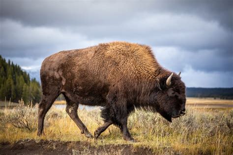 Bisonte americano: características, hábitat, alimentación, comportamiento