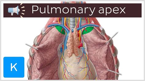 Pulmonary apex | Anatomical Terms Pronunciation by Kenhub - YouTube