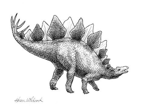 Spike The Stegosaurus - Black And White Dinosaur Drawing Drawing by ...