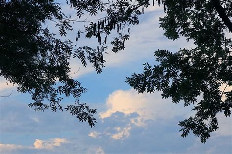 The Evening Sky Under Nature Trees Background, Under The Tree, Evening ...