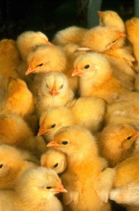 Free Images : cute, young, beak, small, yellow, chicken, fauna, poultry ...