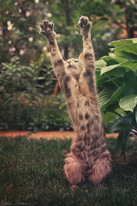 17 Adorable Animals Who've Mastered the Art of Stretching