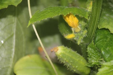 Greenhouse Cucumbers – Fifteen Acres