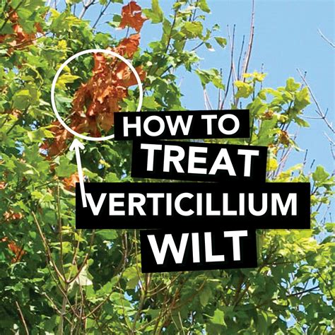 How to Treat Verticillium Wilt - Fine Gardening