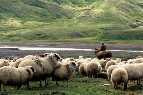 Native Icelandic Adventure | Sheep Round-Up in East Iceland