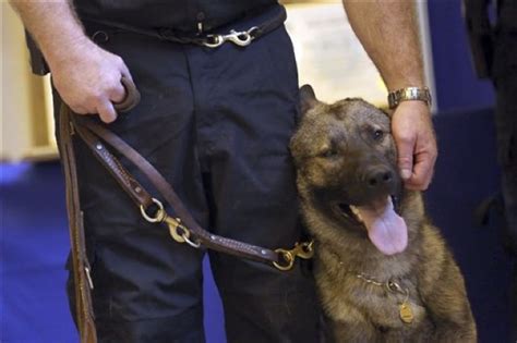 Photos, Video: Eight Awesome Dogs Join The MTA Police K9 Unit: Gothamist