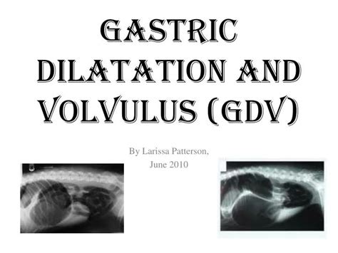 PPT - Gastric Dilatation and Volvulus (GDV) PowerPoint Presentation - ID:2282843