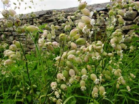 Silene vulgaris, Bladder Campion: identification, distribution, habitat