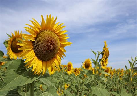 15 Breathtaking Flower Fields Around the World That You Have to Frolic In | Yoga, Wine & Travel