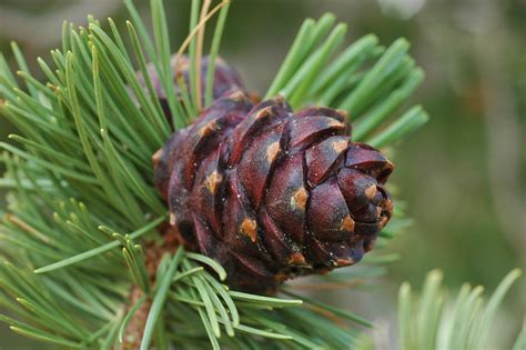 Pinus albicaulis | Threatened Conifers of the World (en-GB)