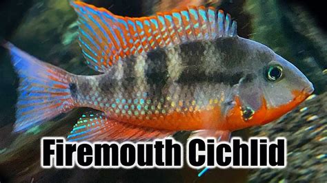 Firemouth Cichlid - Aquariumia