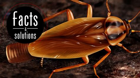 What To Do When You Find a Pregnant Roach - Cockroach Facts